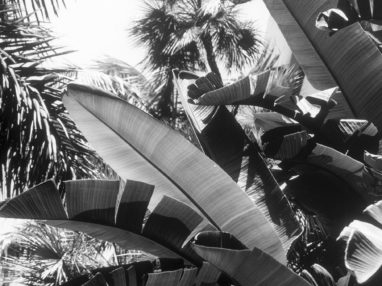 [the.straydog.gallery: palmen]